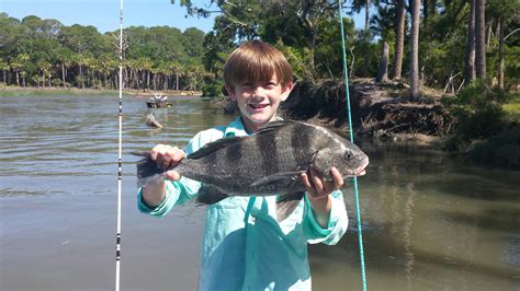 Black drum are making their presence known in Beaufort-area creeks