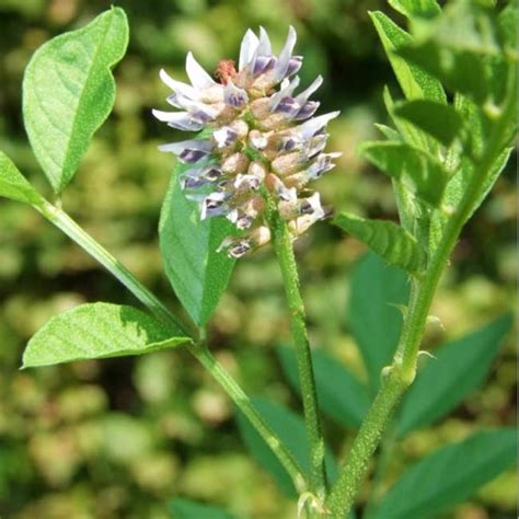 Glycyrrhiza Glabra - 25 Seeds - Liquorice - Medicinal Plant