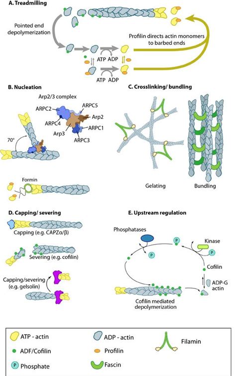 Actin binding proteins influence actin dynamics: | Study biology, Cell biology, Plasma membrane