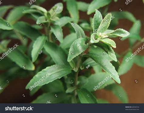 Stevia Or The Sugar Plant Stock Photo 60534724 : Shutterstock