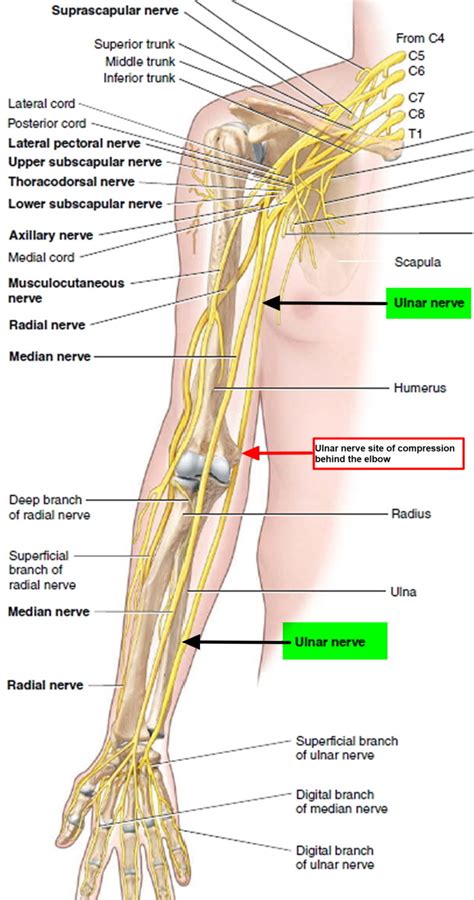 Ulnar nerve anatomy, innervation, injury, damage, palsy & entrapment