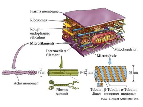 Cytoskeleton