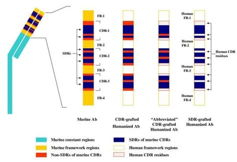 Antibody Humanization and Antibody Production - Creative Biolabs | Service, Acceleration, Creative