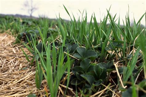 Quack Grass - Women Fitness