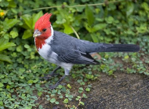 Alasdair Turner Photography: Some Birds of Kauai.