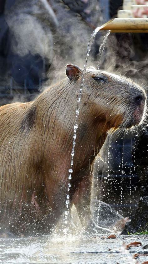 Capybara Wallpaper Discover more Animal, Capybara, Cute Capybara, Rodent, Water wallpaper. https ...