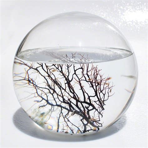 An EcoSphere so you can watch an entire ecosystem live in a simple ...