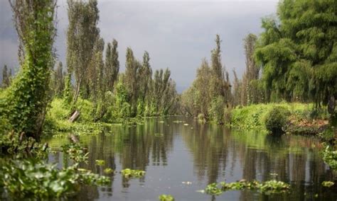 xochimilco natural embiroment - Google Search | Xochimilco, Floating ...