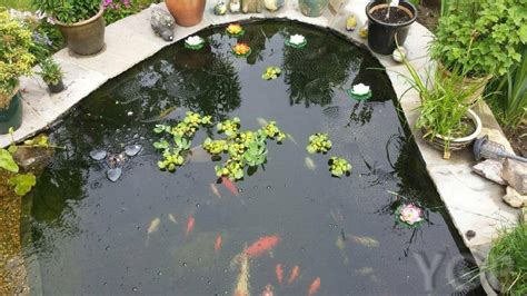 General Fish Care | Looking After Fish in Your Pond | YGP Pond ServicesYGP Pond Services