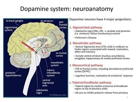 Dopamine system: neuroanatomy - ppt download