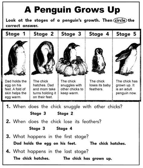 Life Cycle Of A Penguin Worksheet