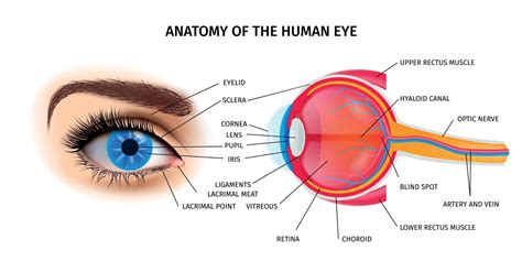 cartel de anatomía del ojo humano 5725829 Vector en Vecteezy