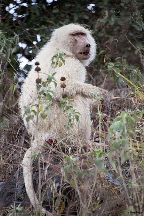 Sighting of Rare White Baboon in Arusha National Park - Tanzania - Safaritalk