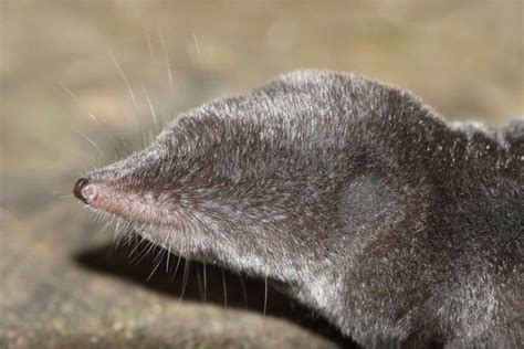 Facts About The North American Short-Tailed Shrew – North American Nature