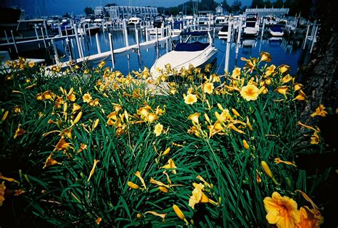 Viv does floral | New Buffalo Harbor, New Buffalo, Michigan.… | Flickr