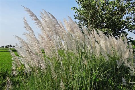 Gambar : pohon, Outdoor, pertumbuhan, menanam, bidang, halaman rumput ...