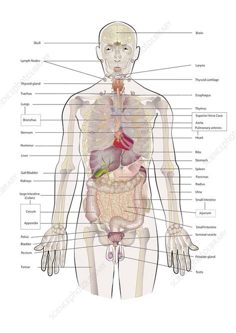 Male anatomy, illustration - Stock Image - C047/1845 - Science Photo Library