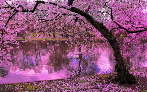 Spring Blooming Trees, Pink Blossoms Of Cherry River Reflection In Water Japan Wallpaper Hd ...