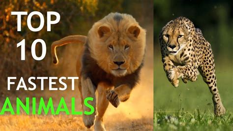 Top 10 Fastest Animals on Land - YouTube