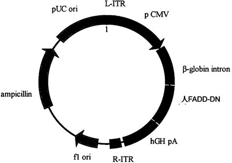 Gene vector and gene therapy drug for treating retina ganglion cell denaturation - Eureka | Patsnap