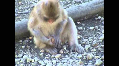 Stone handling behavior in Japanese macaques - YouTube