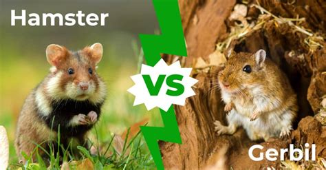 Hamster vs Gerbil: 4 Key Differences Explained - A-Z Animals