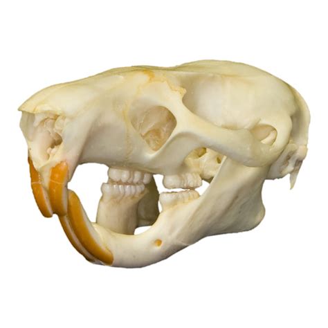 Real Giant Pouched (Gambian) Rat Skull For Sale – Skulls Unlimited International, Inc.