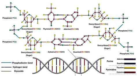 Premium Vector | DNA molecule structure and formula