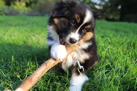 How to Crate Train Your Australian Shepherd in 6 Steps - Juniper Pets