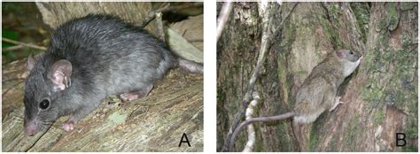 Biology and Impacts of Pacific Island Invasive Species. 11. Rattus ...