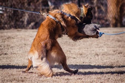 Working Dog Training | Synapse Canine