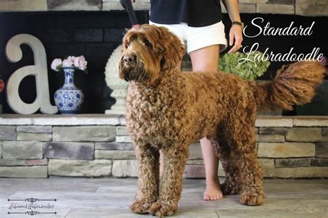 Lakewood Australian Labradoodles - Complete Guide to Labradoodle Sizes