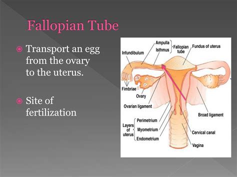 PPT - Female Anatomy PowerPoint Presentation, free download - ID:2029925