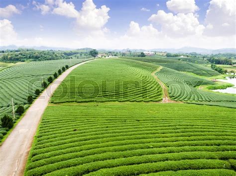 Aerial view of Tea plantation, Shot ... | Stock image | Colourbox