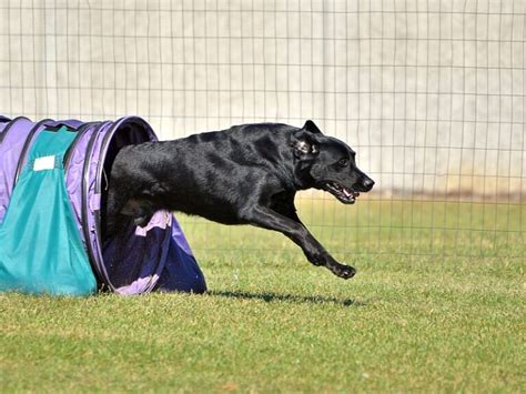 6 Best Dog Tunnels for Agility: Fantastic Fun for Fido!