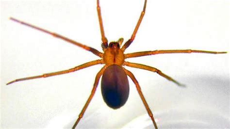 How to identify brown recluse spiders and avoid being bitten | The ...