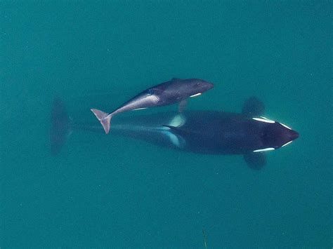 Inbreeding is contributing to endangered killer whales decline - The Wildlife Society