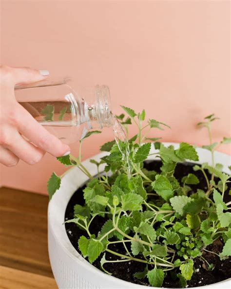 How To Grow and Care For Catnip Plants Indoors | Apartment Therapy