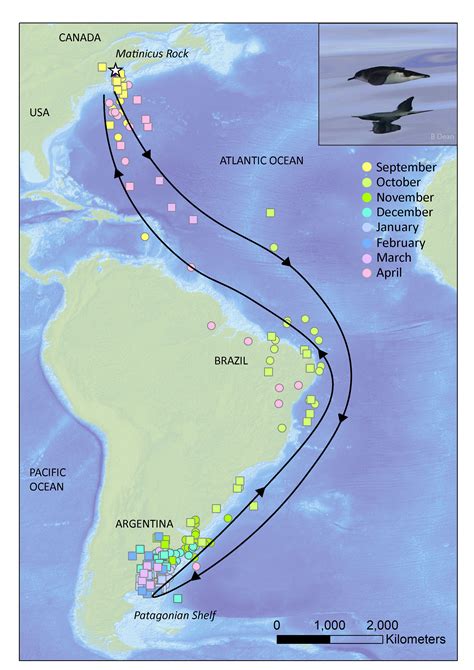 New paper on Manx shearwater migration – Annette Fayet