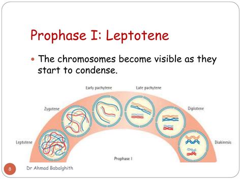 PPT - Meiosis PowerPoint Presentation, free download - ID:4866500