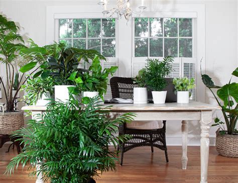 WFH Inspiration | The 10 Best Indoor Plants for Your Home Office – Planterina