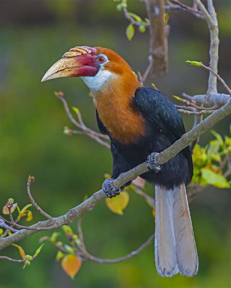 Hornbills of India: Encounters to Remember | RoundGlass | Sustain