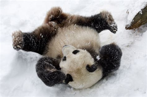 Giant Panda’s Winter Habitat – Sichuan Fun