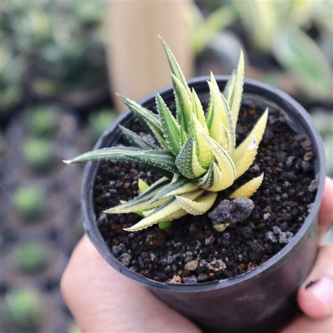 Haworthia Reinwardtii Variegated – Succulentasia