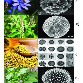 Bushes and pollen seen under the microscope for the most dominant... | Download Scientific Diagram