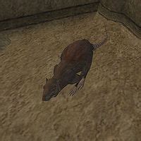 Morrowind:Game Rat - The Unofficial Elder Scrolls Pages (UESP)