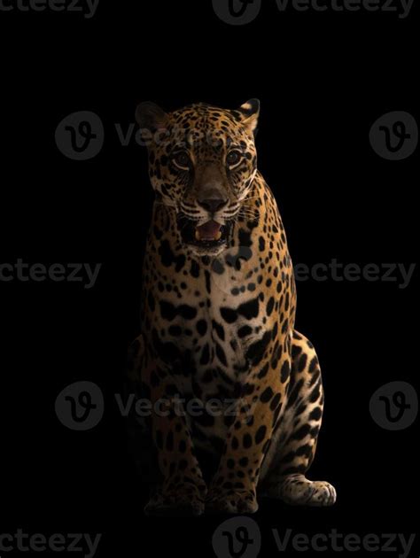 jaguar in the dark 11975239 Stock Photo at Vecteezy