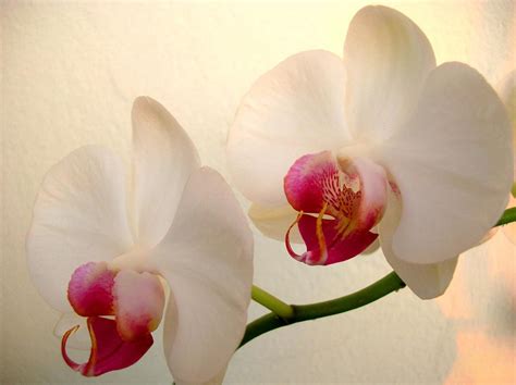 How To Care For Orchids Flower - InspirationSeek.com