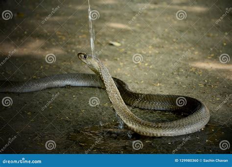 Indian Cobra Venom Snake Beautiful Wallpaper . Stock Photo - Image of harmless, gray: 129980360