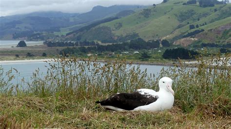 Royal Albatross Cam Launches Live From New Zealand | Cornell Lab Bird ...